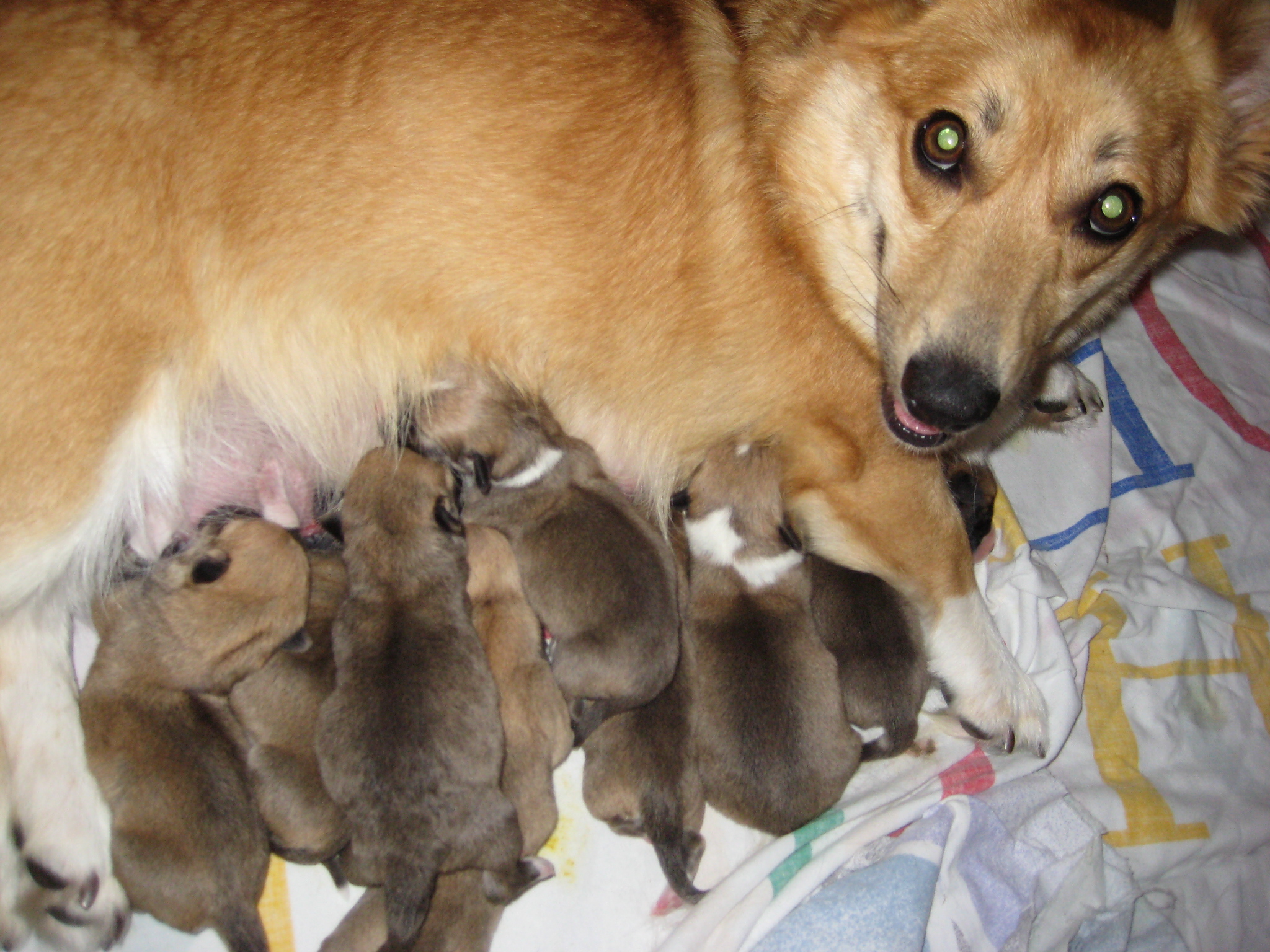 Puppy